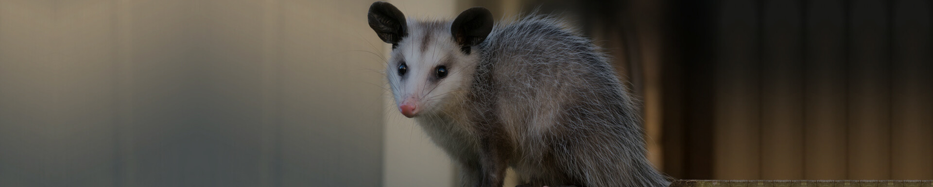 possum removal