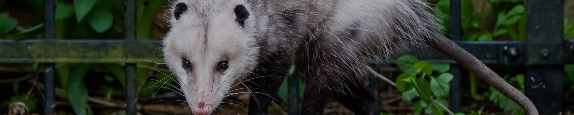 possum removal