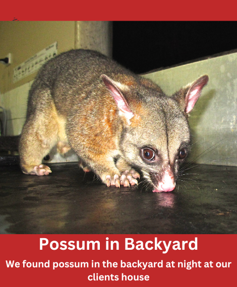 possum removal specialist