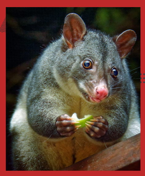 possum removal specialist