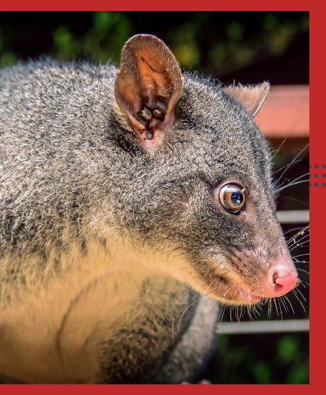 possum removal specialist