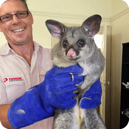 About Pestico Possum Removal Melbourne